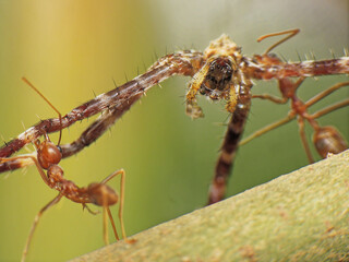 close-up of weaver ants caught the other insect