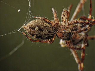 close-up of spider caught the other insect
