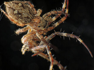 close-up of spider caught the other insect