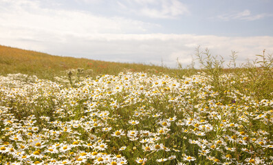 landscape of field of summer flowers