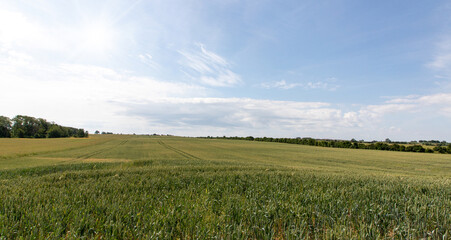 landscape of green field and blue sky