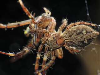 close-up of spider caught the other insect