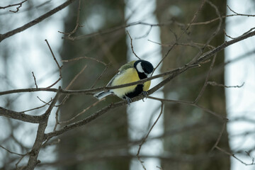 A tit in the winter forest sits on a branch. Tit in its natural habitat