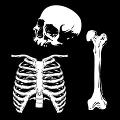 Human white skull, ribcage and bone isolated in black background vector EPS horror dark illustration pack