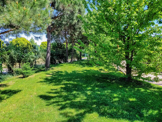 Green trimmed lawn with coniferous and deciduous trees growing along. Bright spring park. Sunny mood.