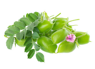 Green chickpeas in the pod with green leaves and flowers, isolated on white background. Cicer arietinum. Clipping path.
