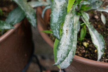 花の葉っぱに出たうどんこ病