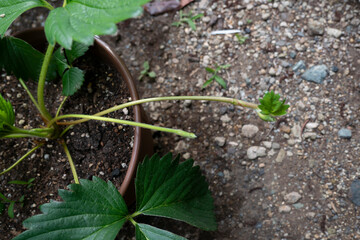 イチゴの苗から伸びたランナー