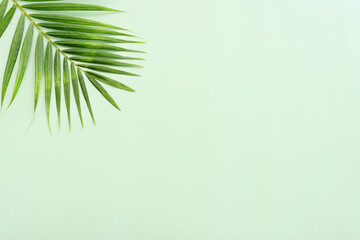 Fototapeta na wymiar Image of tropical green palm over pastel background