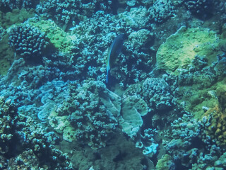 Fototapeta na wymiar Underwater image of Pacific ocean water and the brown coral taken in Maui Hawaii