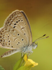 close-up of butterfly on flower