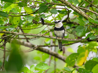 White-necked Puffbird on tree branch against green leaves