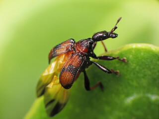 close-up of beetle on leaves