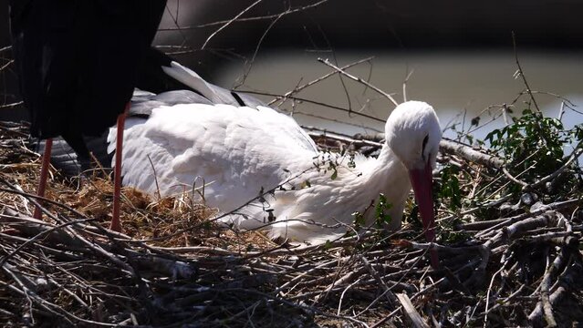 Close up shot of adult stork resting in nest during sunny day and moving