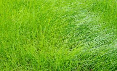 Fototapeta premium green grass in the wind