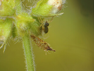 close-up of spider caught the other insect
