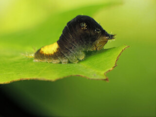 close-up of caterpillar on leaf