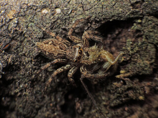 close-up of spider caught the other insect