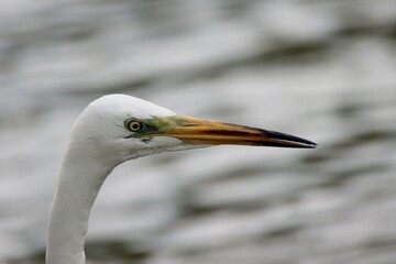 great white egret