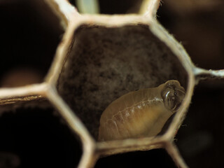 close-up of bee hive