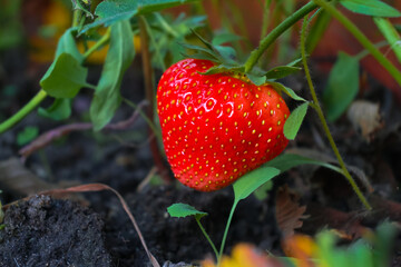 Ripe red strawberry berry on a garden bed