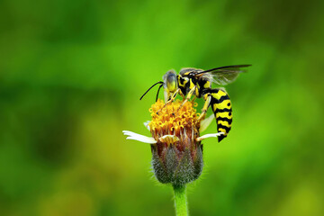 close-up of bee on flower for honey