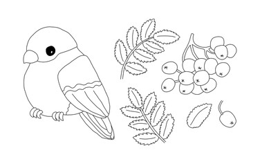 Bullfinch, berries and leaves of Rowan. Outline hand drawn illustration on a white background