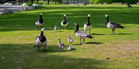 a group of attentive wild gesse with subadults on a green lawn