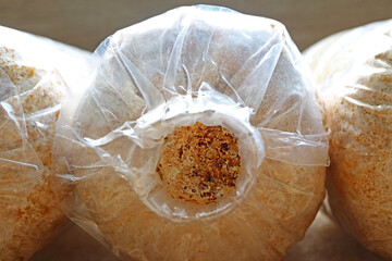 Closeup of mushroom sawdust spawn block colonized by the mushroom's white mycelium