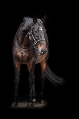 black horse isolated on black