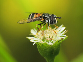 close-up of bee on flower for honey