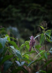yellow vented bulbul on a tree