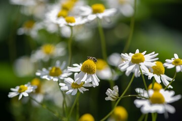 bee on chamomile