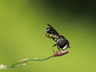 close-up of bee on flower for honey