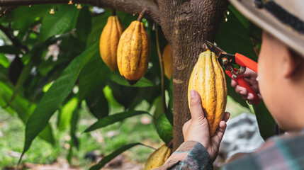 Close-up hands of a cocoa farmer use pruning shears to cut the cocoa pods or fruit ripe yellow...