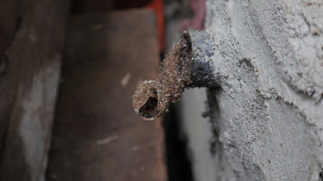 A stingless bee nest entrance situated on of a PVC tube