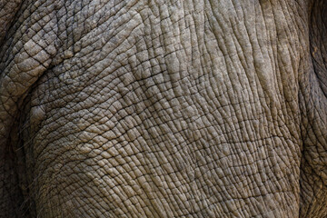 Close up The elephant Skin is big wildlift animal for texture and pattern skin