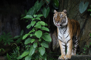 Fototapeta na wymiar Close up Indochinese tiger is beautiful animal and dangerous in forest