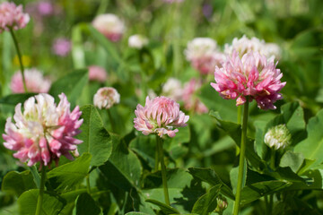 Close-up of red clover flowers. Clover lawn.