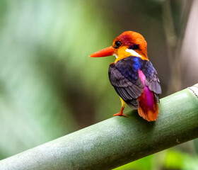 Black-backed Dwarf kingfisher or Oriental dwarf kingfisher