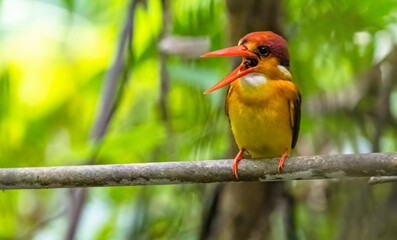 Oriental Dwarf kingfisher