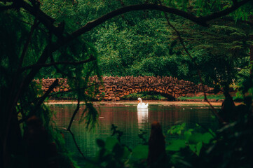Fototapeta premium Swan In A Pond By A Bridge