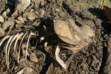 Dead Fish In Dried Up Lake