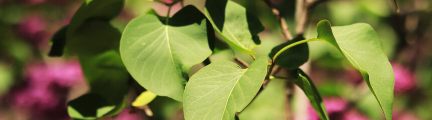 Banner for website header with lilac leaves, selective focus. Floral spring background