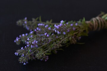 flowers of the medicinal plant oregano vulgaris collected in a bunch on a black background