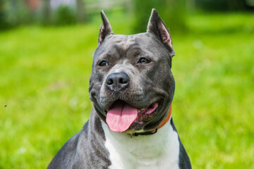 Blue hair American Staffordshire Terrier dog in the yard