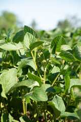 Soybean plants in a field close-up in bright sunlight. Agricultural field with soy