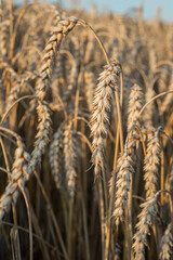 close-up of ripening ears of wheat field, harvest time of cereal crops, bread and food security