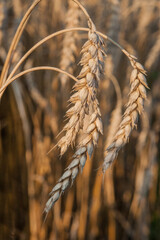 close-up of ripening ears of wheat field, harvest time
