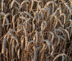 close-up of ripening ears of wheat field, harvest time